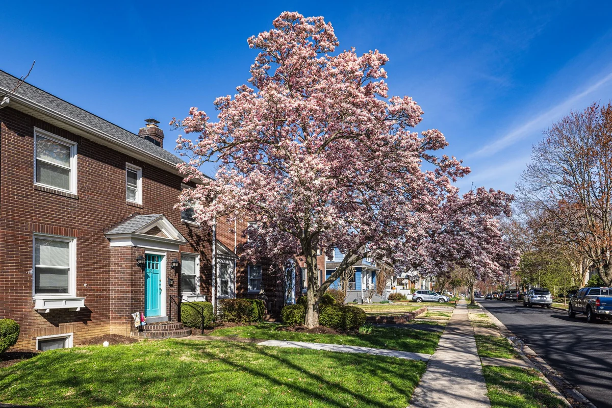 Brick house with a tree in spring bloom